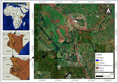 Genotype × environment interaction: trade-offs between the agronomic performance and stability of durum (Triticum turgidum) wheat to stem-rust resistance in Kenya